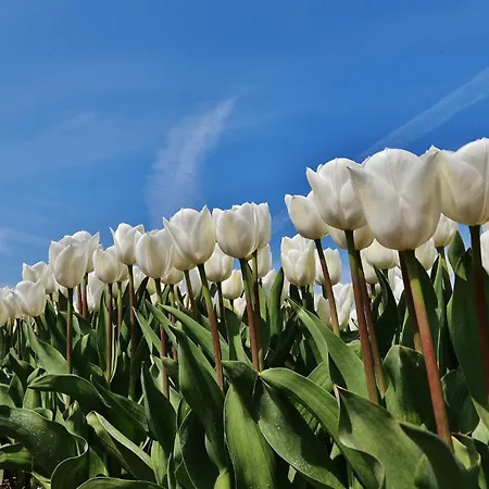 Prázdninový dům Gluecklich Am 3 Mit Wellnesszugang